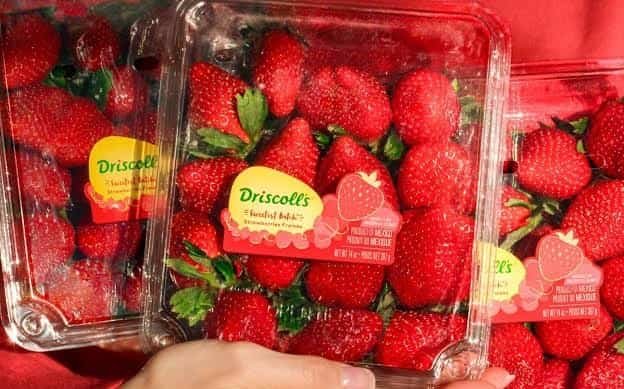 Driscoll Strawberries Lawsuit